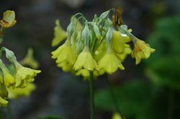 Image of Primula florindae Kingdon-Ward