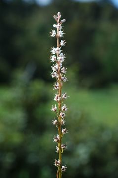 Image of Aletris gracilis Rendle
