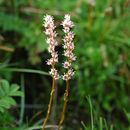 Image of Aletris gracilis Rendle