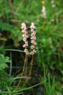 Image of Aletris gracilis Rendle