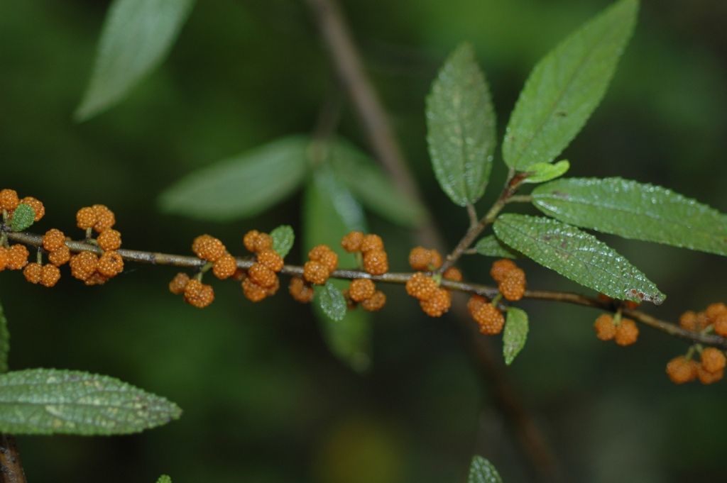 Imagem de Debregeasia longifolia (Burm. fil.) Wedd.