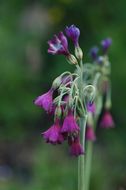 Image of Primula secundiflora Franch.