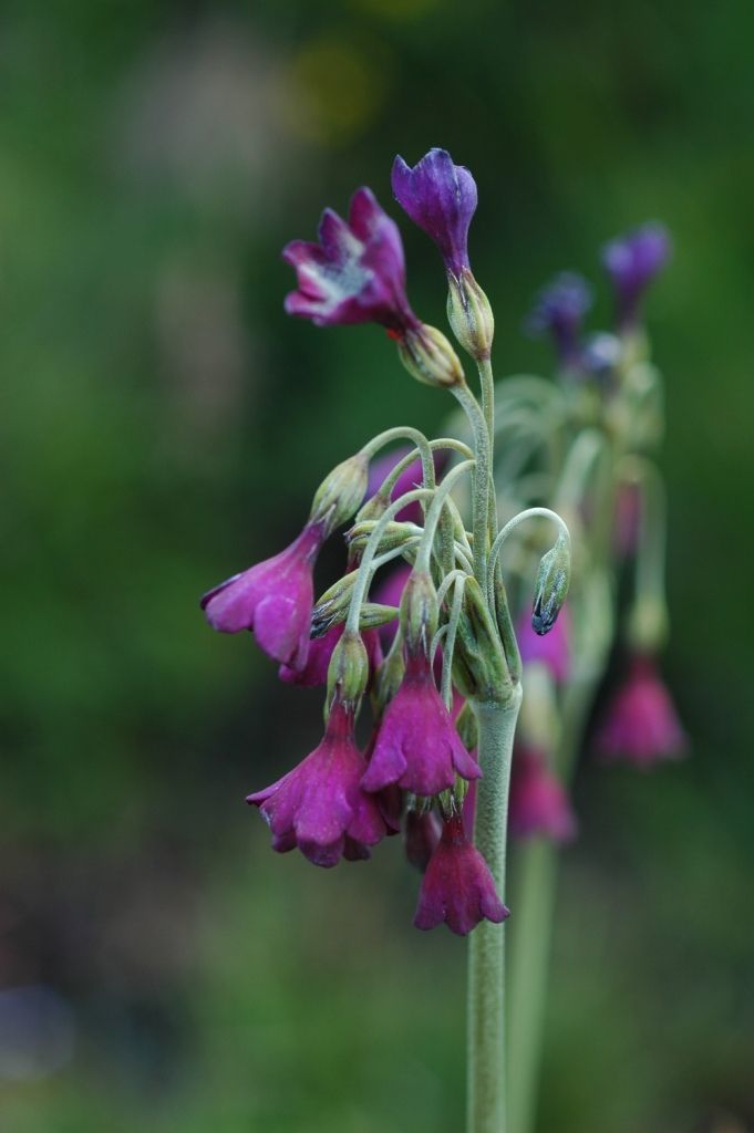 Image of Primula secundiflora Franch.