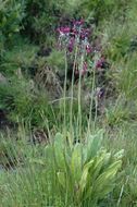 Image of Primula secundiflora Franch.