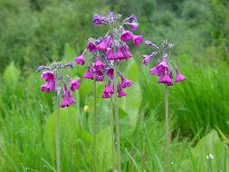 Image of Primula secundiflora Franch.