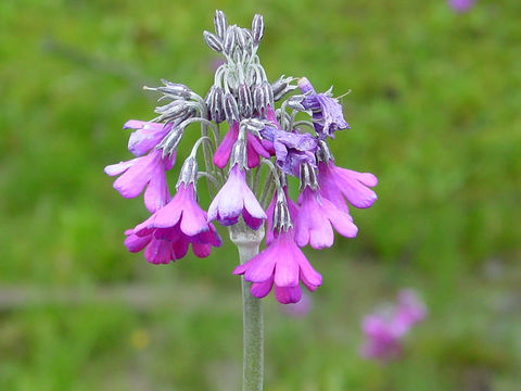 Primula secundiflora Franch. resmi