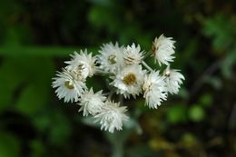 Image of pearly everlasting