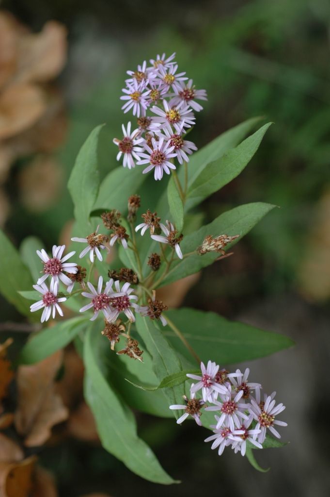 Image of Aster asteroides (DC.) Kuntze