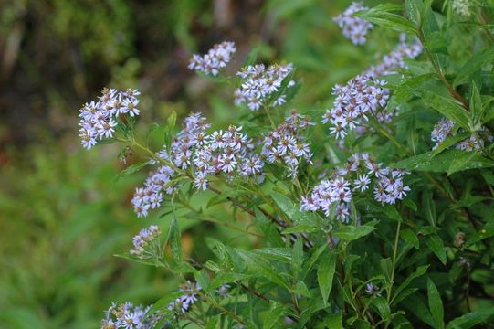 Image of Aster asteroides (DC.) Kuntze