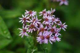 Image of Aster asteroides (DC.) Kuntze