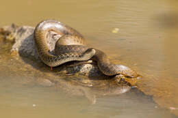 Image of Checkered Keelback Snake