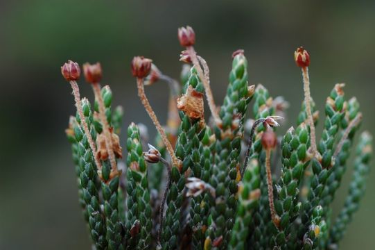 Image of Cassiope selaginoides Hook. fil. & Thomson