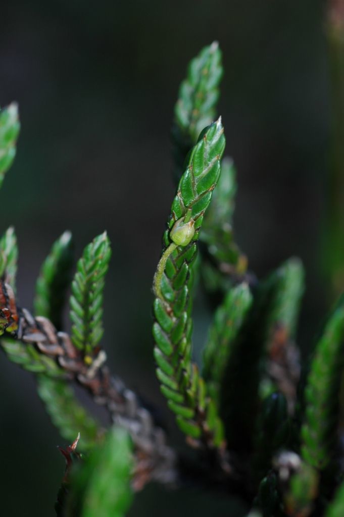 Image of Cassiope fastigiata (Wall.) D. Don