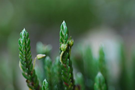 Imagem de Cassiope fastigiata (Wall.) D. Don