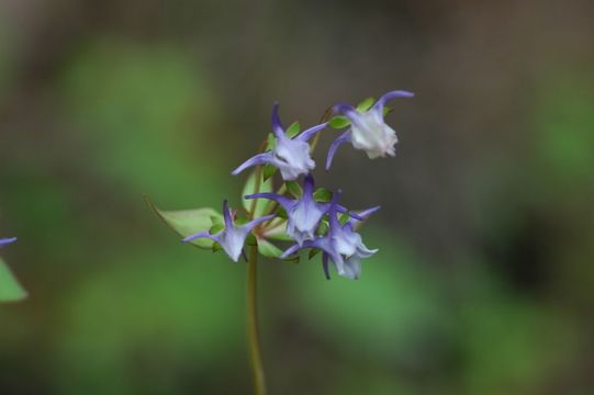 Image of Halenia elliptica D. Don