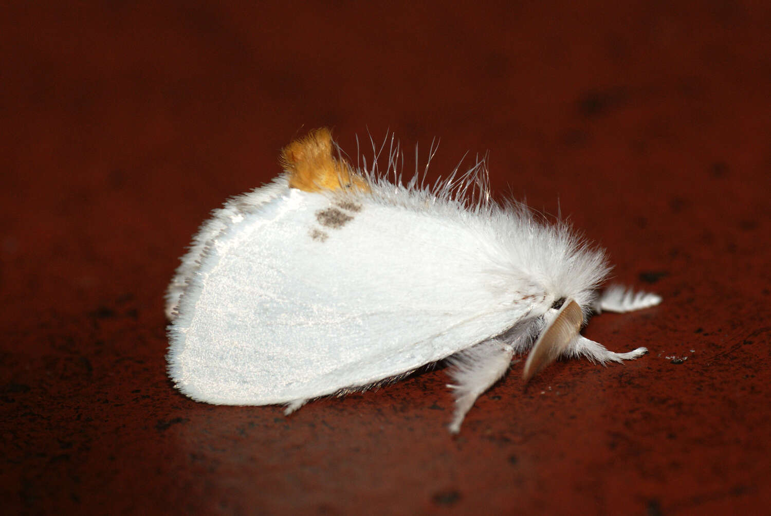 Image of yellow-tail