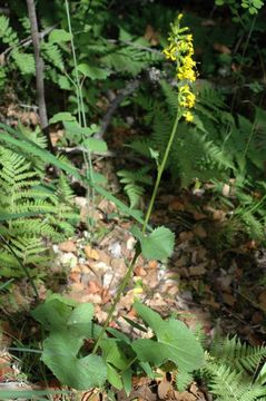 Image of Ligularia latihastata (W. W. Sm.) Hand.-Mazz.