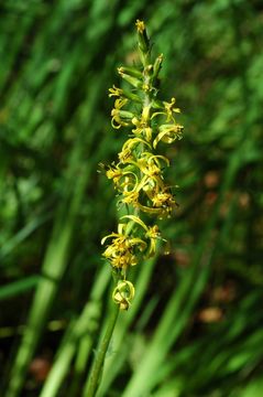 Image of Ligularia latihastata (W. W. Sm.) Hand.-Mazz.