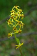 Ligularia latihastata (W. W. Sm.) Hand.-Mazz.的圖片