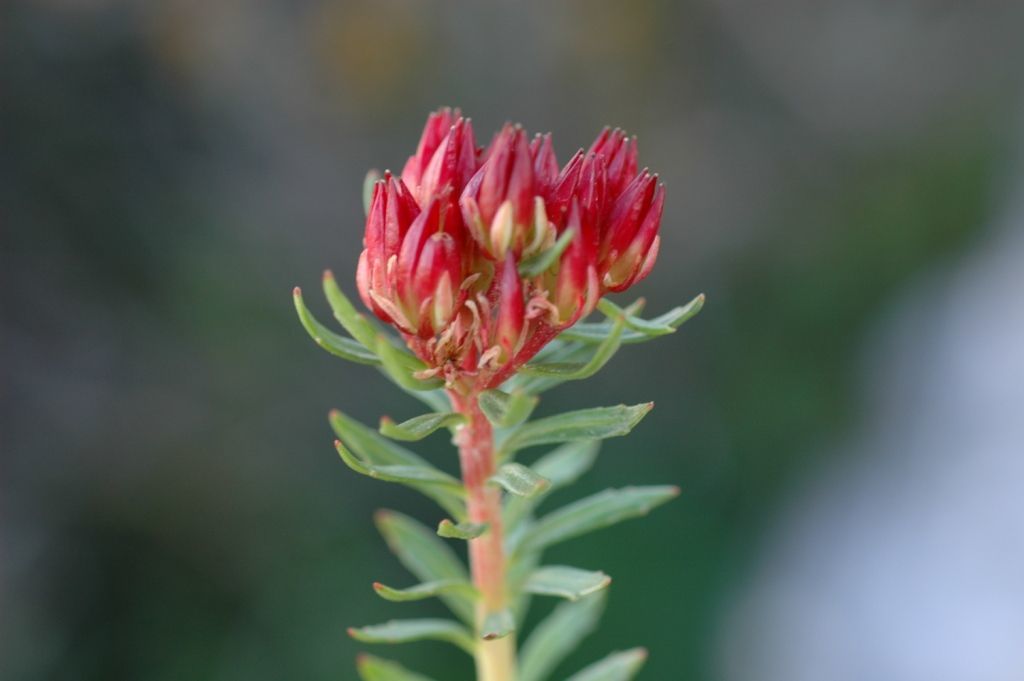 Plancia ëd Rhodiola bupleuroides (Wall. ex Hook. fil. & Thoms.) Fu