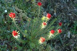 Image of Rhodiola bupleuroides (Wall. ex Hook. fil. & Thoms.) Fu