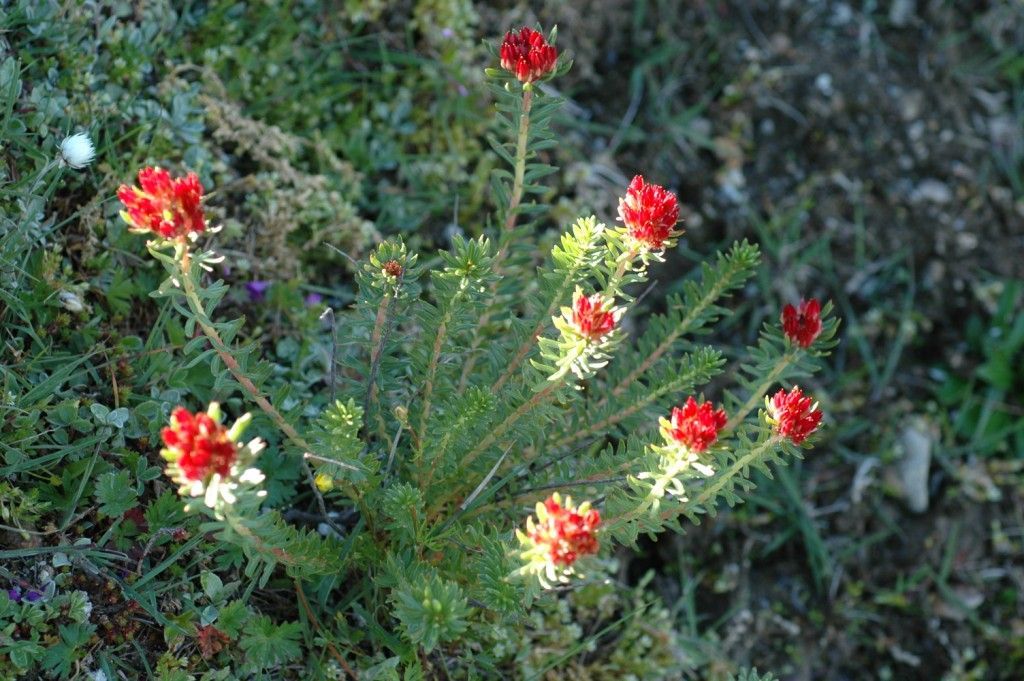 Plancia ëd Rhodiola bupleuroides (Wall. ex Hook. fil. & Thoms.) Fu