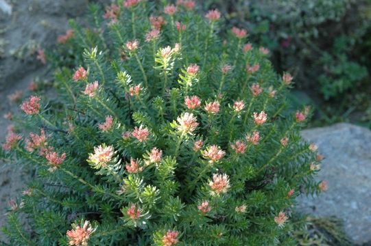 Image of Rhodiola bupleuroides (Wall. ex Hook. fil. & Thoms.) Fu