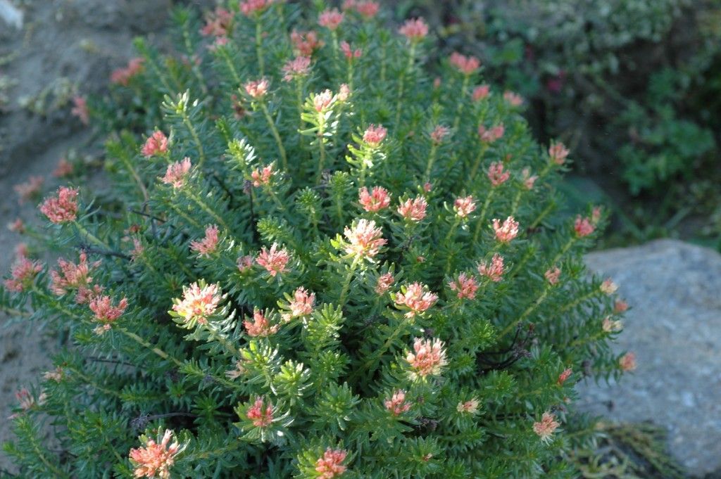 Plancia ëd Rhodiola bupleuroides (Wall. ex Hook. fil. & Thoms.) Fu