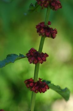 Imagem de Rumex nepalensis Spreng.