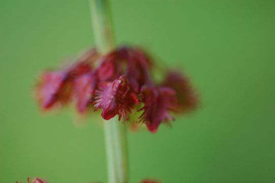 Imagem de Rumex nepalensis Spreng.