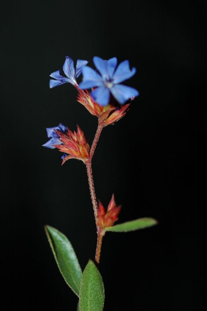 Image of Ceratostigma minus Stapf ex Prain