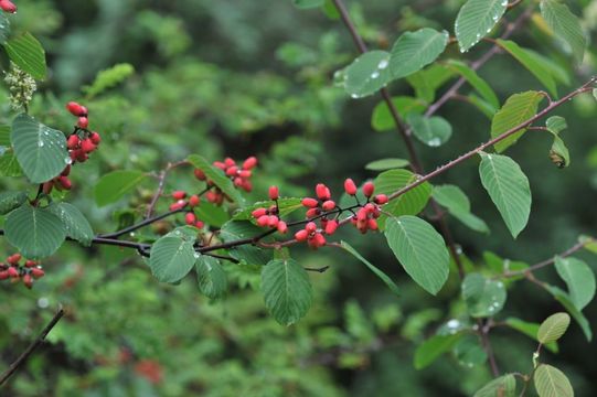 Sivun Berchemia yunnanensis Franch. kuva