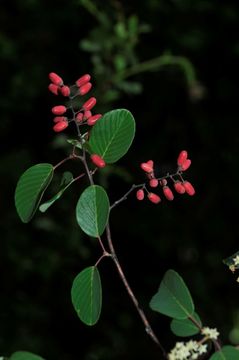 Sivun Berchemia yunnanensis Franch. kuva