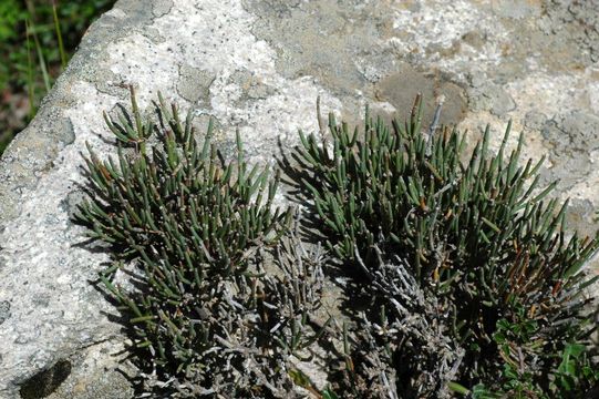 صورة Ephedra gerardiana Wall. ex Klotzsch & Garcke