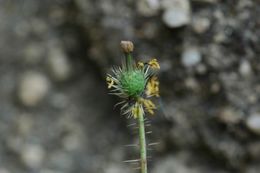 Image of Meconopsis horridula Hook. fil. & Thomson