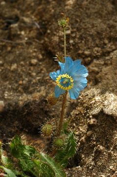 Imagem de Meconopsis horridula Hook. fil. & Thomson