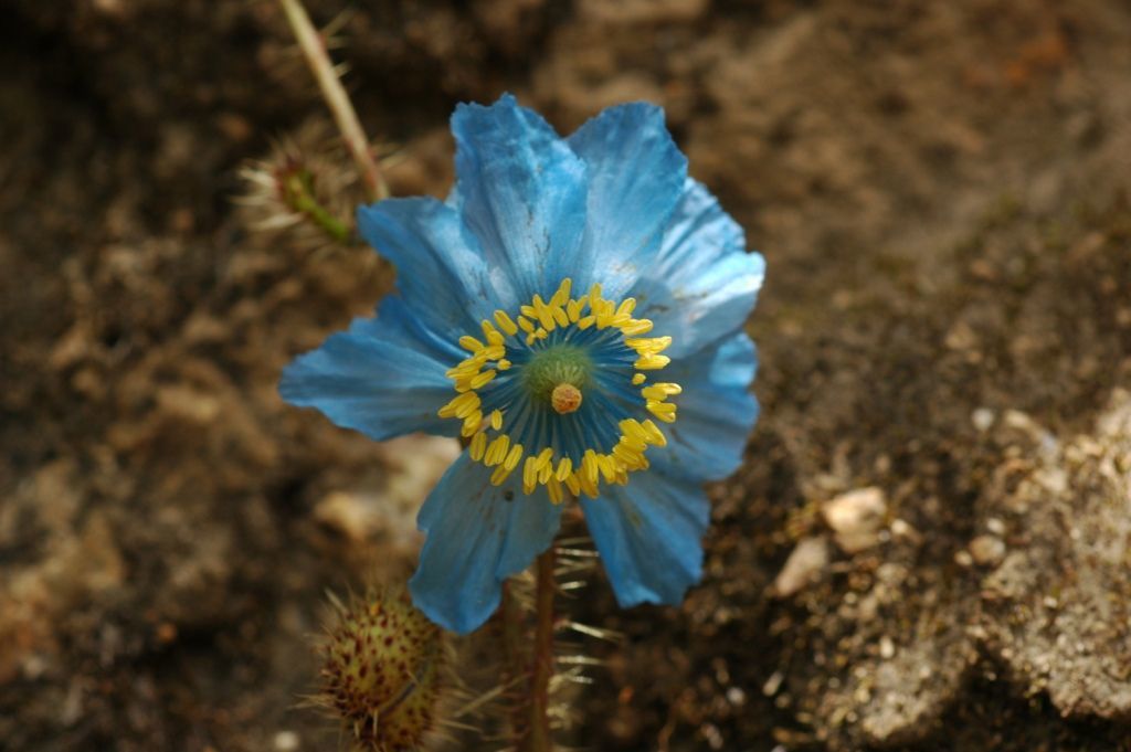 Imagem de Meconopsis horridula Hook. fil. & Thomson