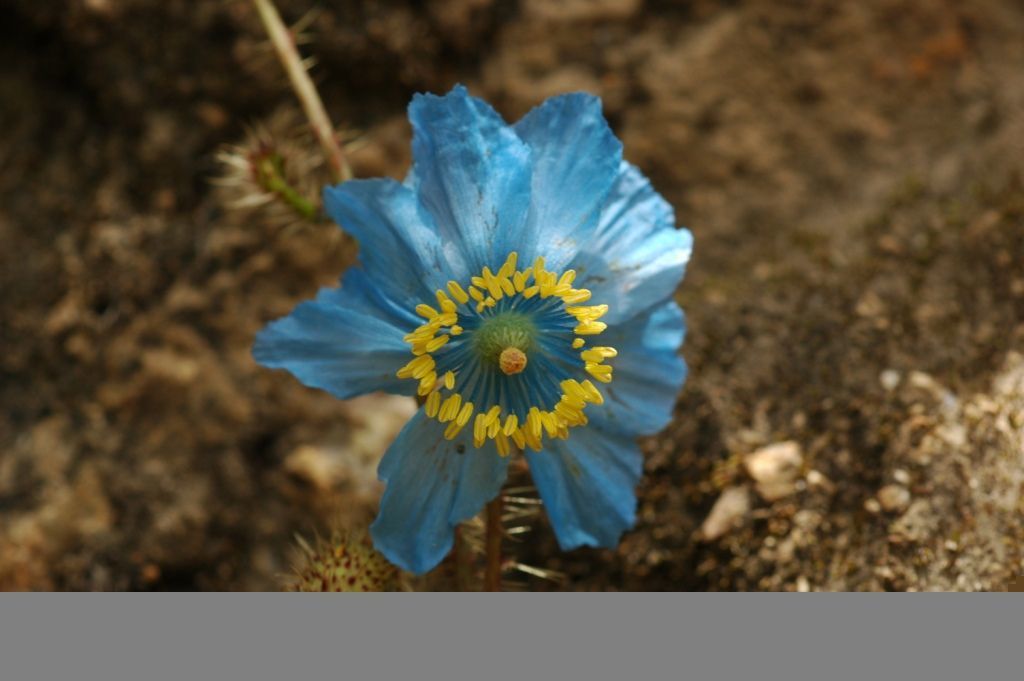 Imagem de Meconopsis horridula Hook. fil. & Thomson