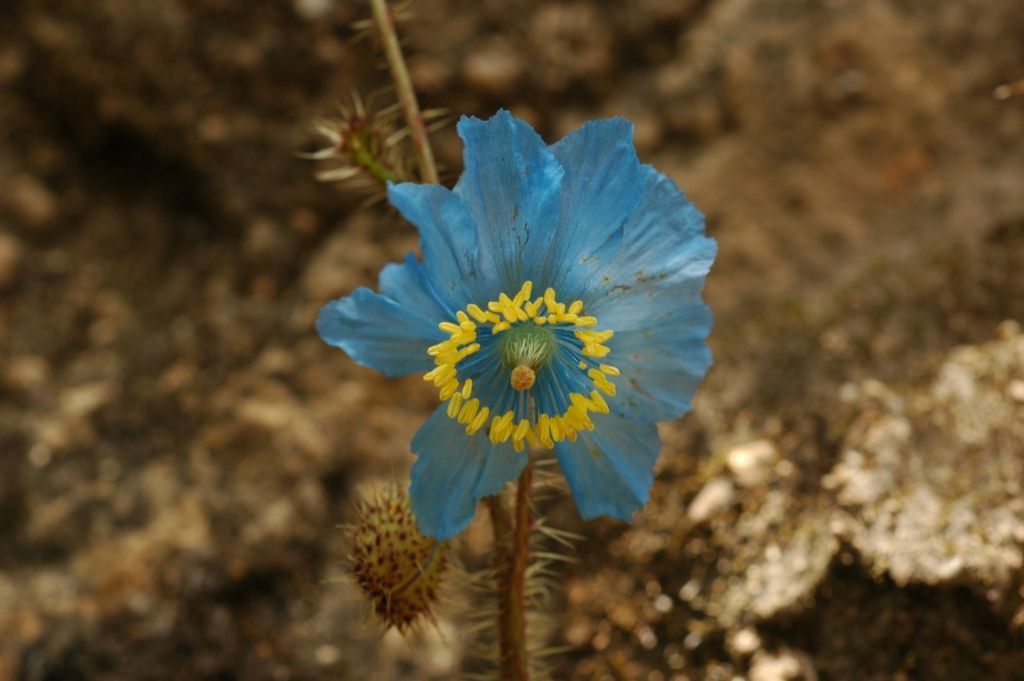 Imagem de Meconopsis horridula Hook. fil. & Thomson