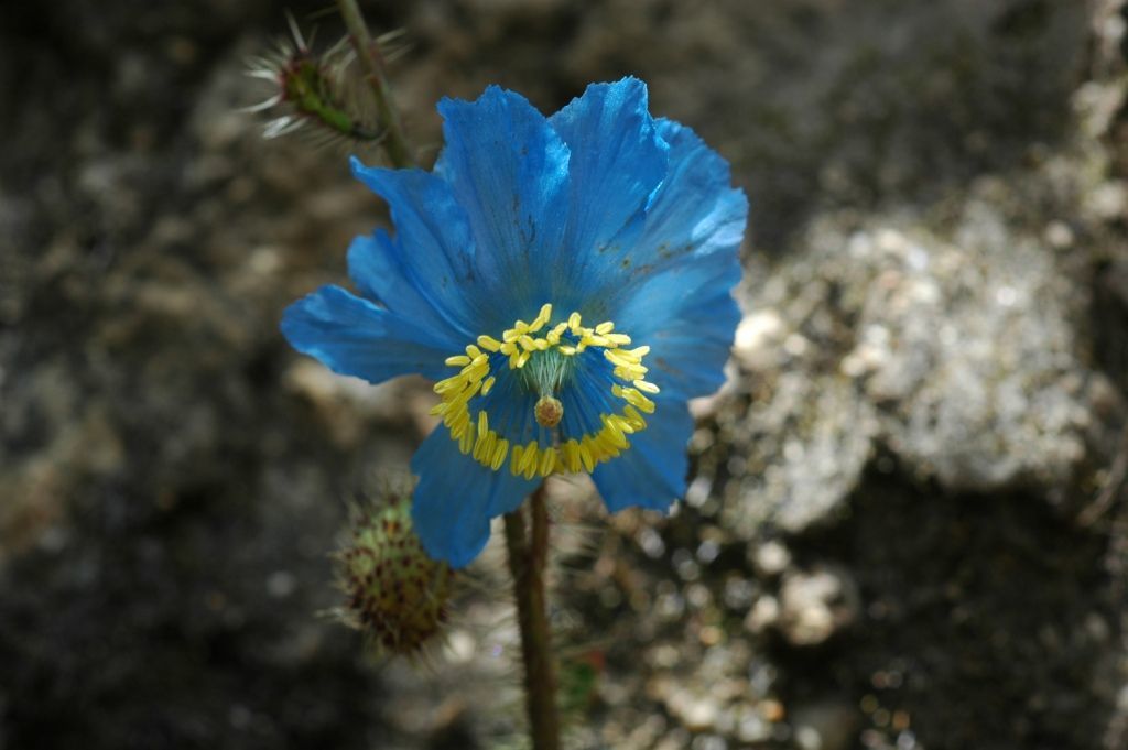 Imagem de Meconopsis horridula Hook. fil. & Thomson