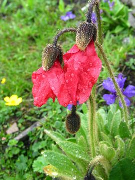 Image of Meconopsis punicea Maxim.