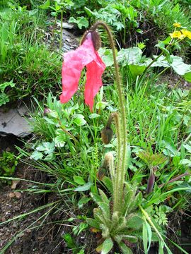 Image of Meconopsis punicea Maxim.