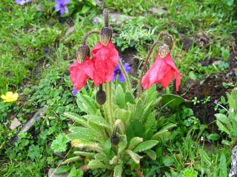 Image of Meconopsis punicea Maxim.