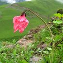 Image of Meconopsis punicea Maxim.