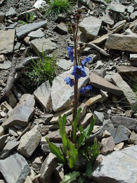 Imagem de Meconopsis lancifolia (Franch.) Franch. ex Prain