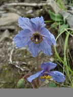 Imagem de Meconopsis integrifolia (Maxim.) Franch.