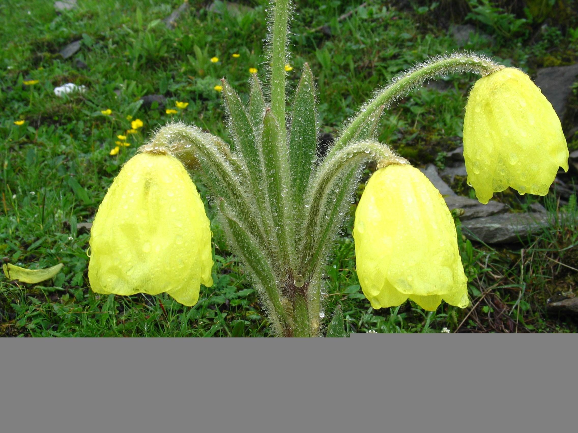 Imagem de Meconopsis integrifolia (Maxim.) Franch.