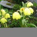 Imagem de Meconopsis integrifolia (Maxim.) Franch.