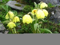 Imagem de Meconopsis integrifolia (Maxim.) Franch.