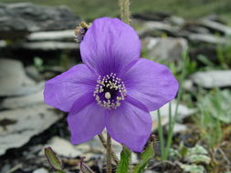 Image of Meconopsis impedita Prain